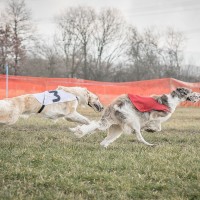 Breisgau Coursing 2015 - Samstag