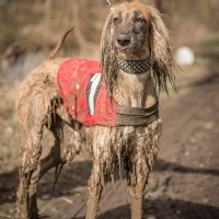 Breisgau Coursing 2015 - Sonntag