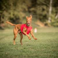 Halloween coursing Landstuhl 2015