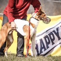 Breisgau Coursing 2014 - Samstag