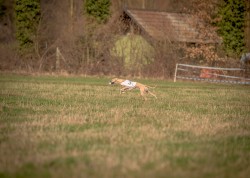 dsc_2385