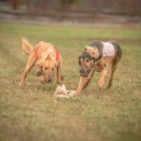 Breisgau Coursing 2016 Waltershofen Sonntag