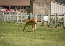 dsc_4185