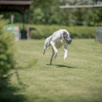 WRV-Breisgau Training 17.07.2016