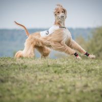 Coursing Höchsten 2016 - Samstag