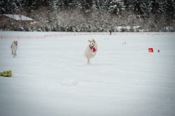 _dsc1877-2