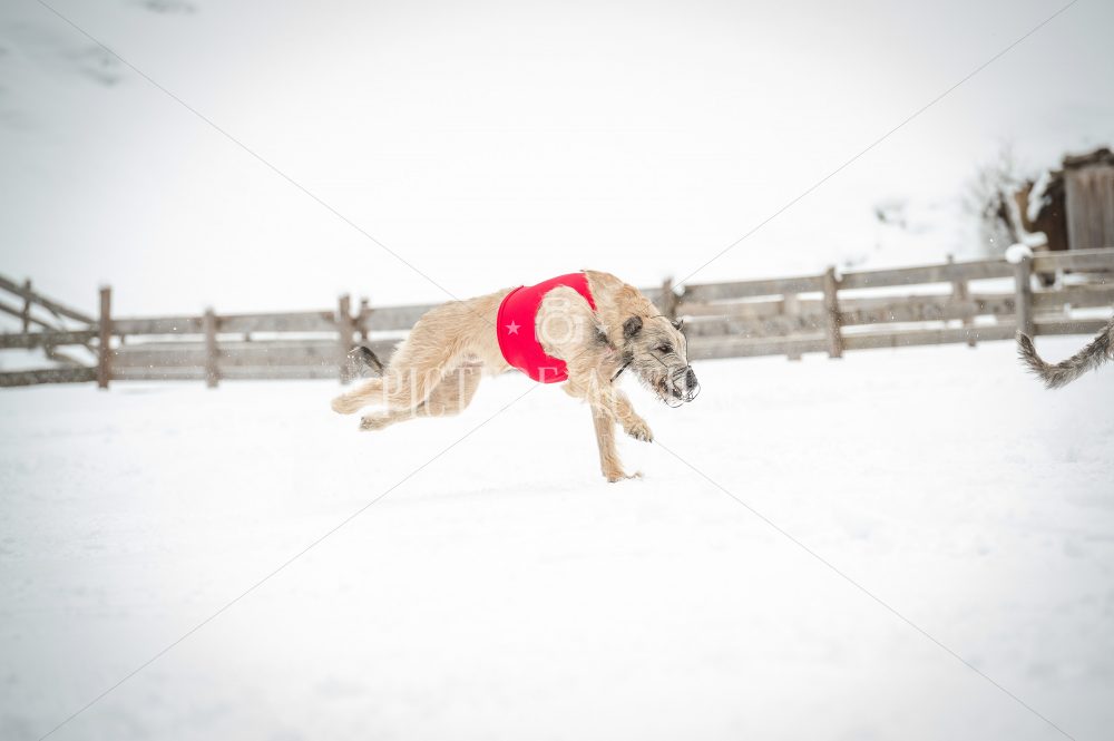 _dsc2000-2