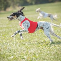 Coursing auf dem Höchsten 2018