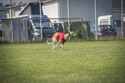 dsc_1347-2