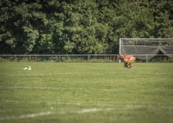 dsc_1378-2