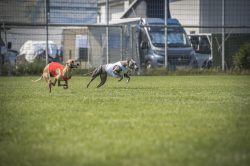 dsc_1611-2