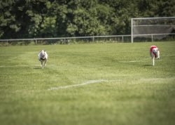 dsc_1649-2