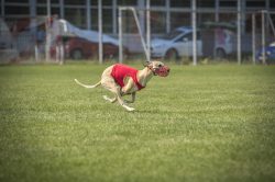 dsc_1701