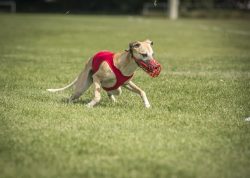 dsc_1717