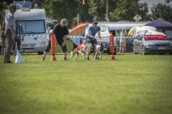 dsc_1774-2