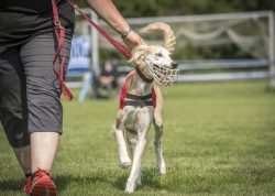 dsc_1842-2