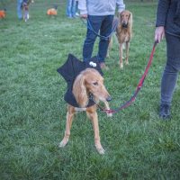 Halloween Coursing 2019 WRCV Landstuhl