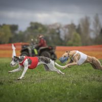 Int. Coursing 2019 WRV-Breisgau Samstag