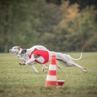 Coursing auf dem Höchsten 2015 - Sonntag