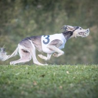 Coursing auf dem Höchsten 2015 - Samstag